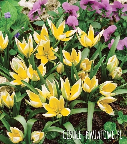 Tulipan Botaniczny Tarda 5 szt.