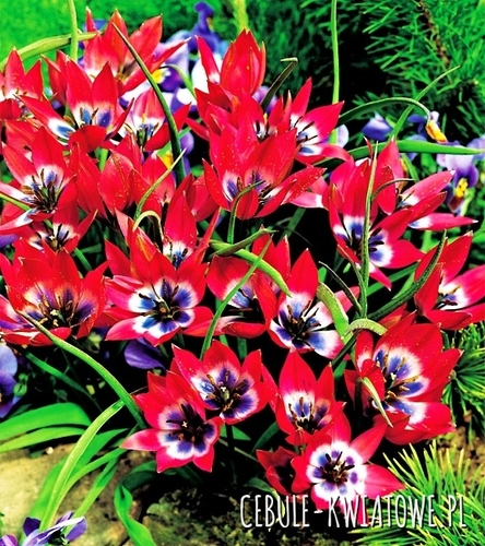 Tulipan Botaniczny Little Beauty 5 szt.