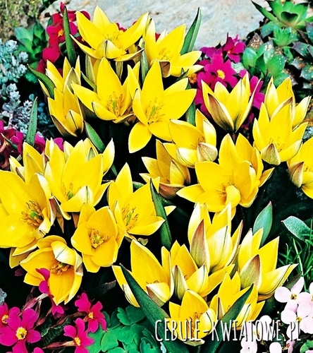 Tulipan Botaniczny Urumiensis 5 szt.