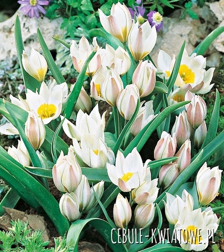 Tulipan Botaniczny Polychroma 5 szt.