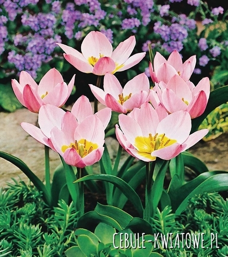 Tulipan Botaniczny Saxatilis 5 szt.