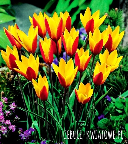 Tulipan Botaniczny Cynthia 5 szt.