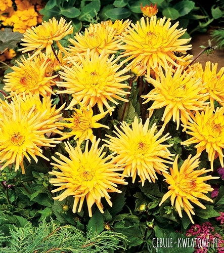 Dalia Kaktusowa Garden Princess 1 szt.