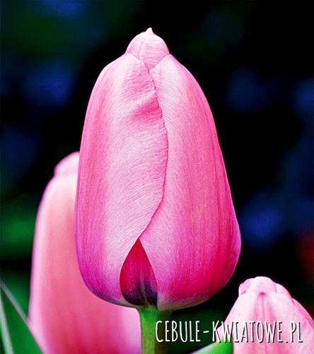 Tulipan Darwina Pink Impression 5 szt.
