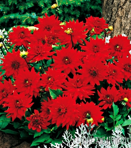 Dalia Kaktusowa Red Pigmy 1 szt.