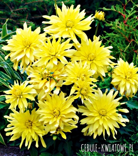 Dalia Kaktusowa Munchen 1 szt.