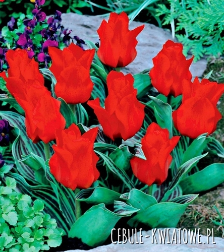 Tulipan Niski Greiga Red Riding Hood 5 szt.