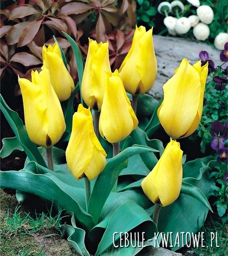 Tulipan Niski Greiga Gold West 5 szt.