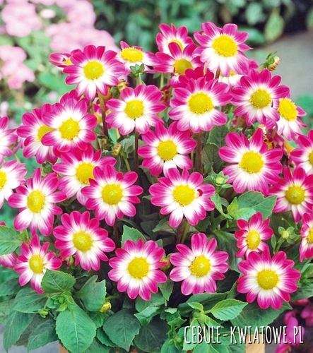 Dalia Karłowa Sweetheart 1 szt.