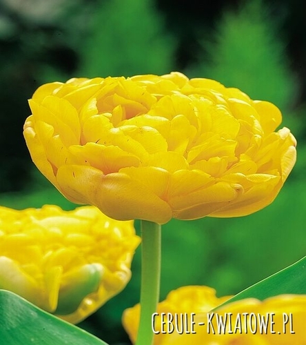 Tulipan Pełny Monte Carlo 5 szt.