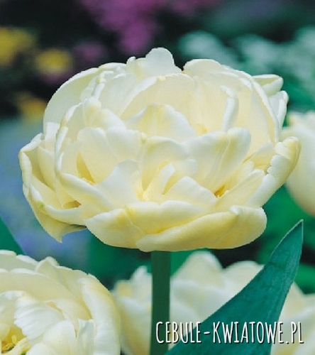 Tulipan Pełny Casablanca 5 szt.