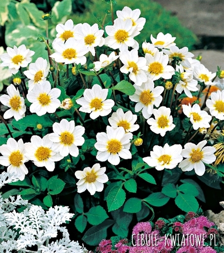 Dalia Karłowa Top Mix White 1 szt.