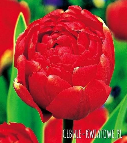 Tulipan Pełny Miranda 5 szt.