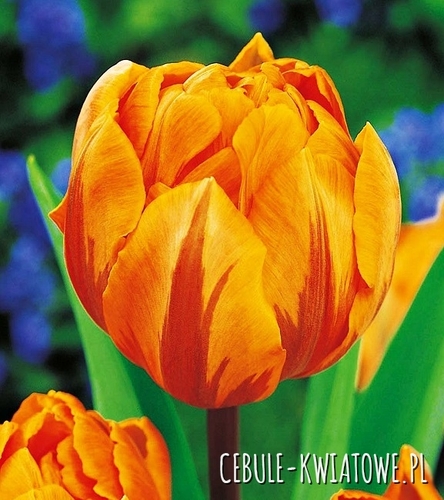 Tulipan Pełny Orange Princess 5 szt.