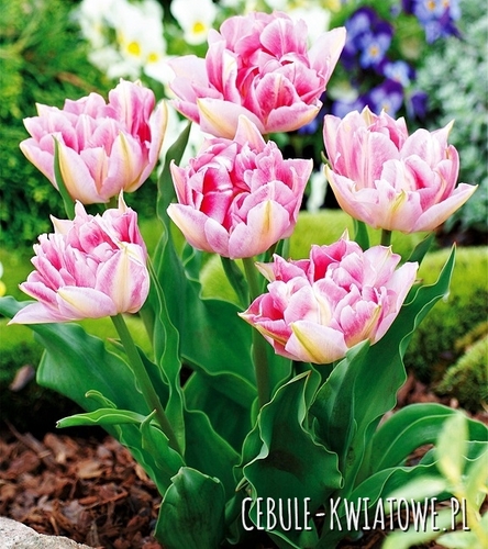 Tulipan Pełny Peach Blossom 5 szt.