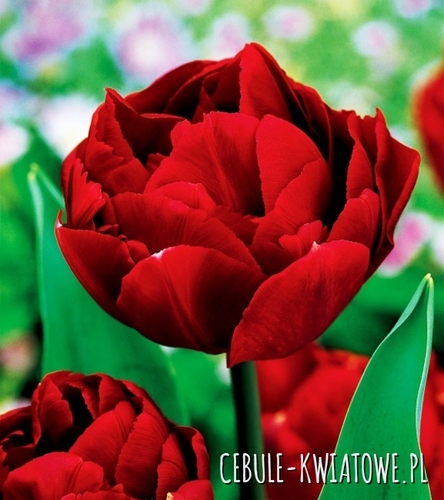 Tulipan Pełny Uncle Tom 5 szt.