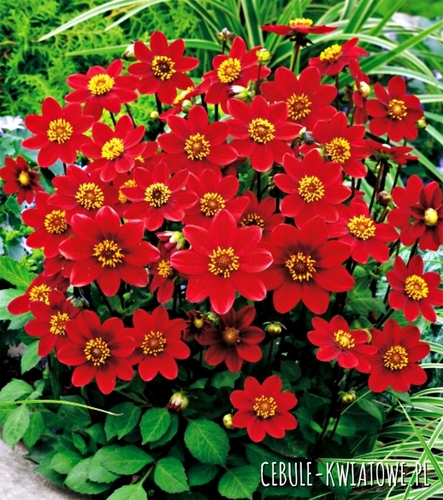 Dalia Karłowa Top Mix Red 1 szt.