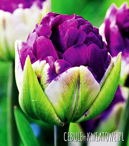 Tulipan Lodowy Negrita Double 5 szt.