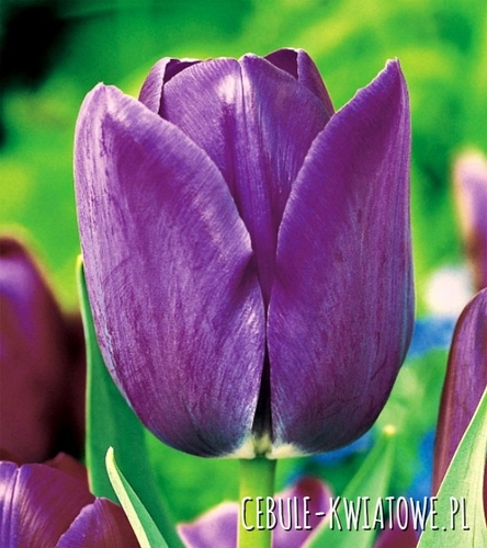 Tulipan Pojedynczy Późny Blue Aimable 5 szt.