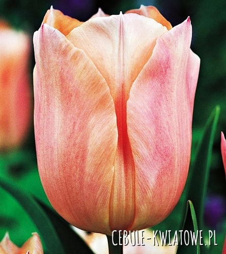 Tulipan Pojedynczy Wczesny Apricot Beauty 5 szt.