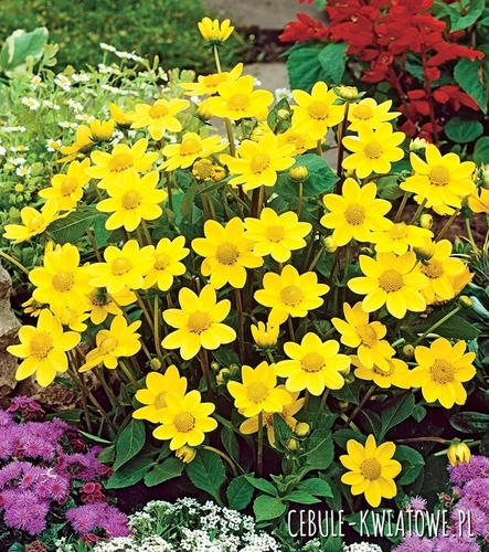 Dalia Karłowa Top Mix Yellow 1 szt.