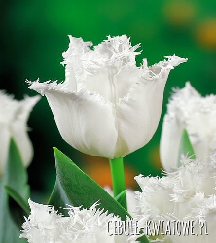 Tulipan Strzępiasty Royal Sphinx 5 szt.