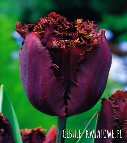 Tulipan Strzępiasty Black Jewel 5 szt.
