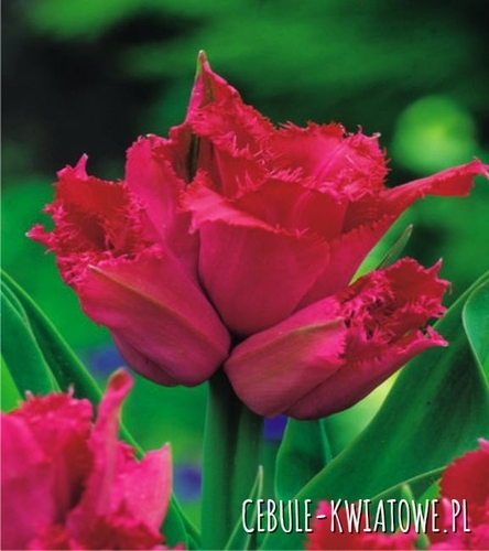 Tulipan Strzępiasty Jetfire 5 szt.