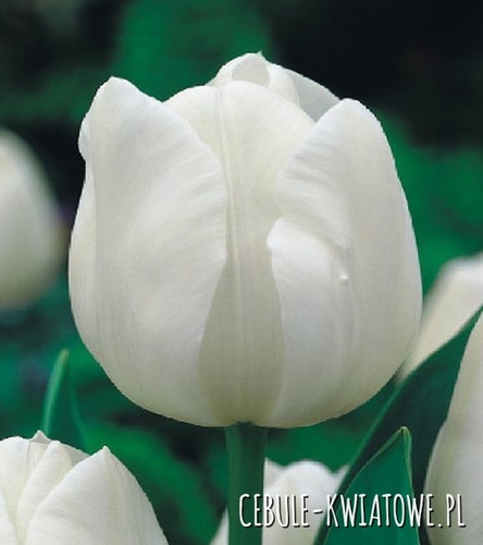 Tulipan Triumph Silver Dollar 5 szt.