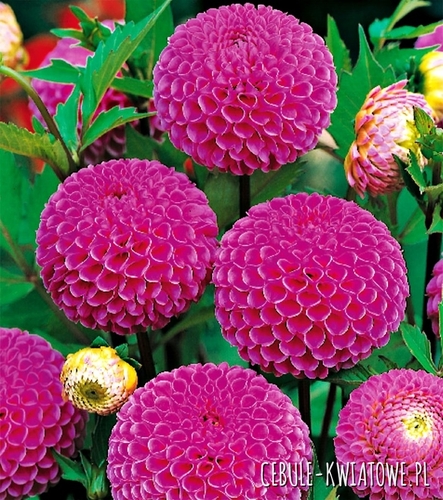 Dalia Pomponowa Franz Kafka 1 szt.