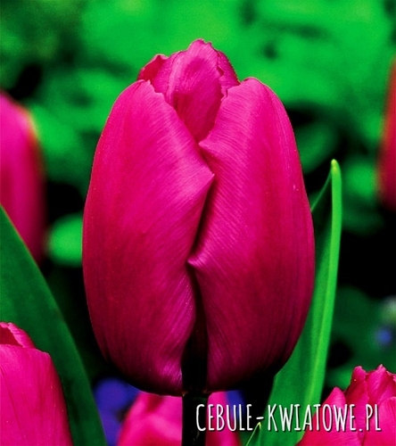 Tulipan Triumph Purple Prince 5 szt.