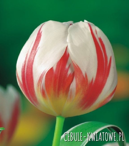 Tulipan Triumph Happy Generation 5 szt.