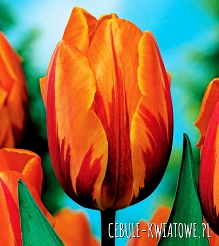 Tulipan Triumph Dwukolorowy Prinses Margiet 5 szt.