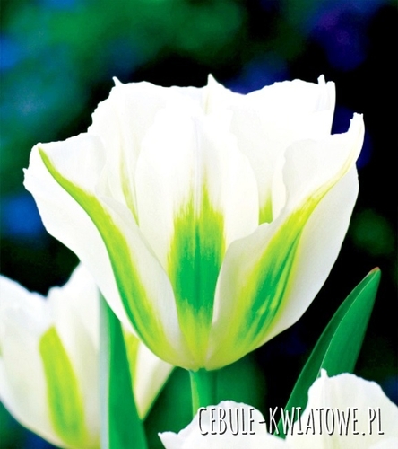 Tulipan Zielonokwiatowy Spring Green 5 szt.