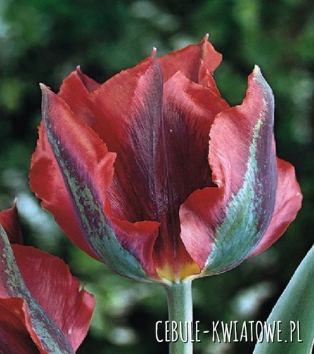 Tulipan Viridiflora Hollywood 5 szt.