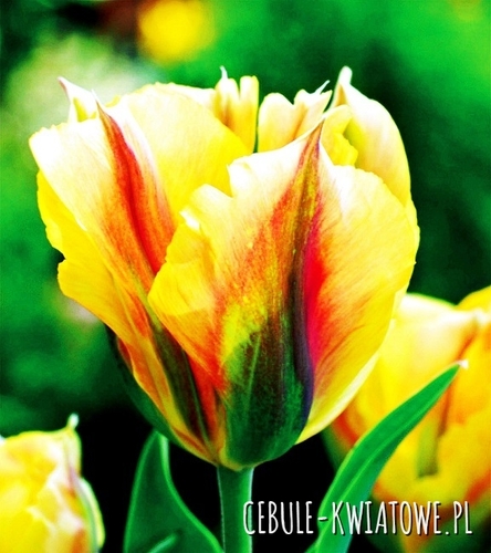 Tulipan Viridiflora Golden Artist 5 szt.