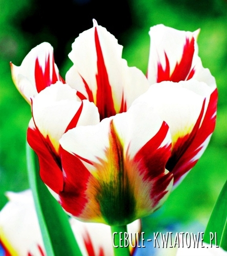 Tulipan Viridiflora Flaming Springgreen 5 szt.
