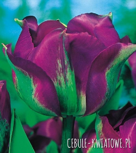 Tulipan Viridiflora Violet Bird 5 szt.
