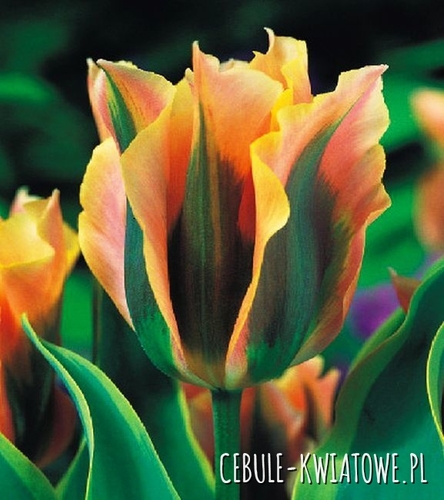 Tulipan Viridiflora Green River 5 szt.