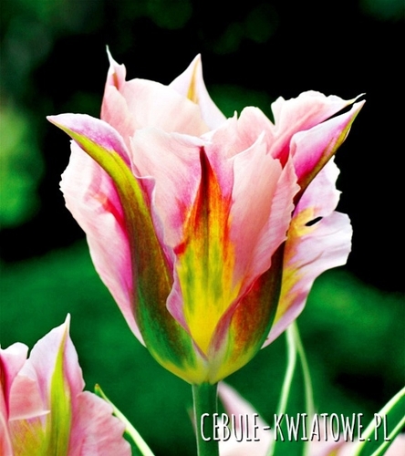 Tulipan Viridiflora China Town 5 szt.
