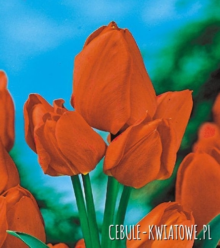 Tulipan Wielokwiatowy Orange Bouquet 5 szt.