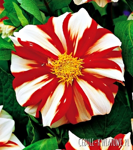 Dalia Anemonowa Fire and Ice 1 szt.