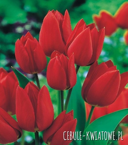 Tulipan Wielokwiatowy Red Georgette 5 szt.