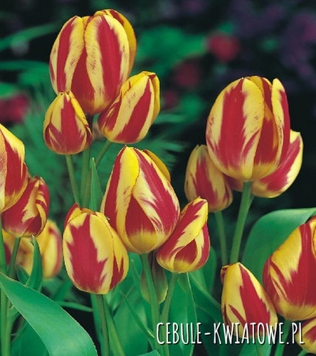 Tulipan Wielokwiatowy Colour Spectacle 5 szt.