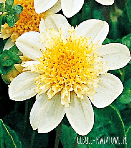 Dalia Anemonowa Toto 1 szt.