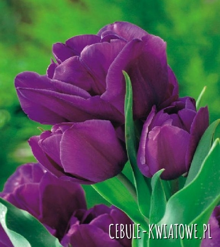 Tulipan Wielokwiatowy Purple Bouquet 5 szt.