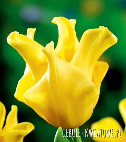 Tulipan Ekskluzywny Yellow Crown 5 szt.