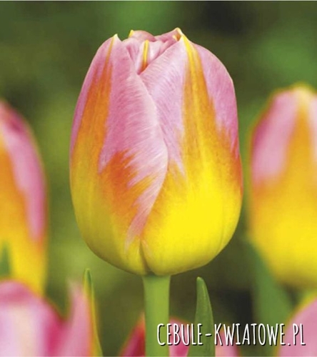 Tulipan Triumph Card 5 szt.