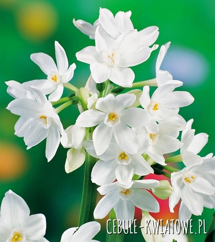 Narcyz Pepperziva White - Bożonarodzeniowy 5 szt.
