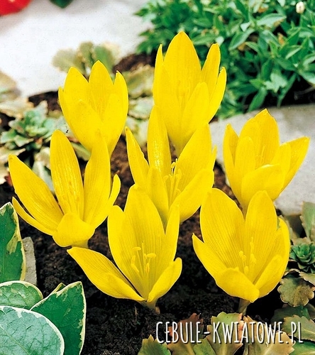 Zimowit żółty - Sternbergia 1 szt.